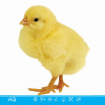 فلش کارت آموزش کودکان یک ساله تصویر جوجه